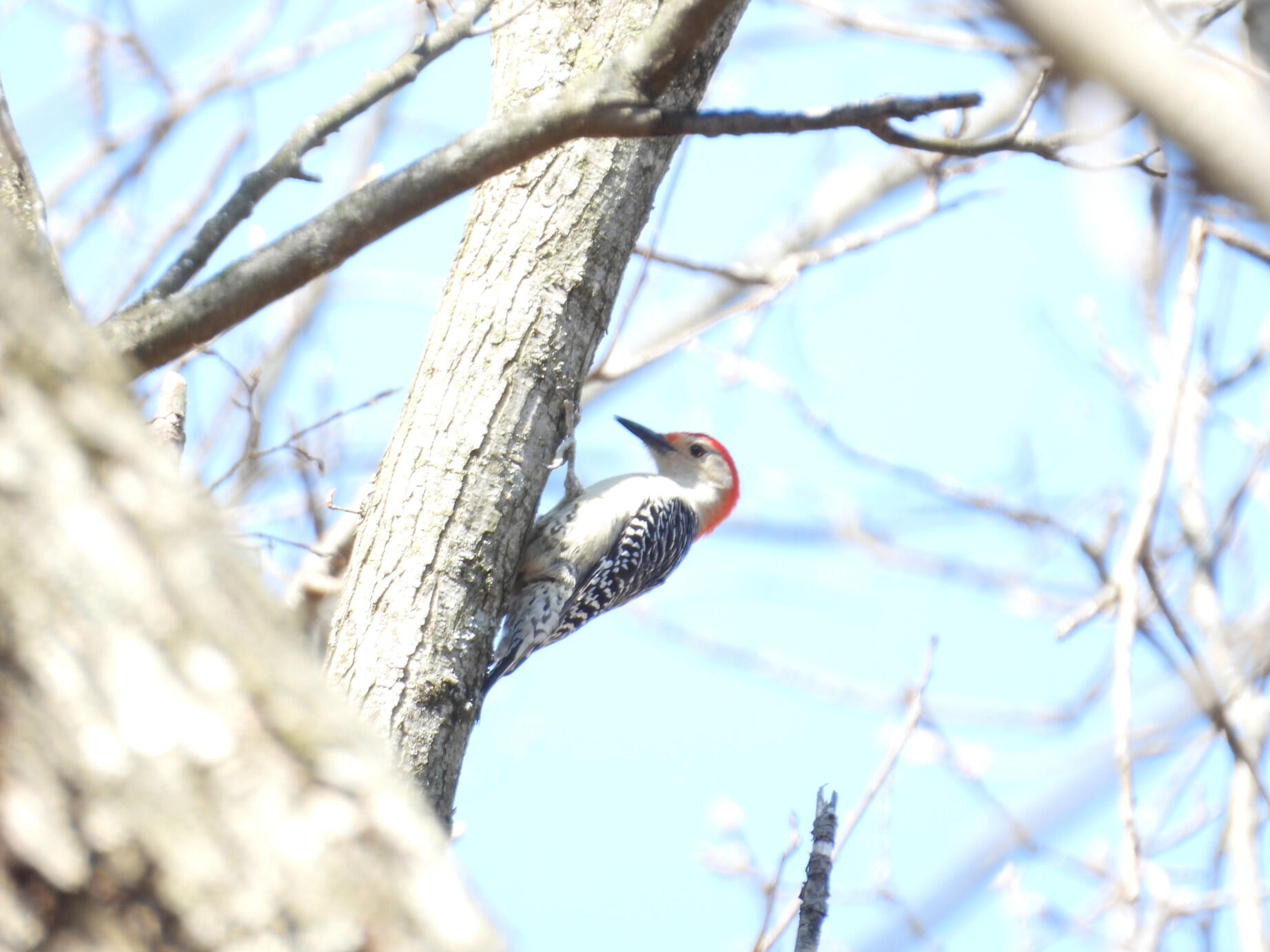 A red-bellied woodpecker foraging for food in a tree branch.