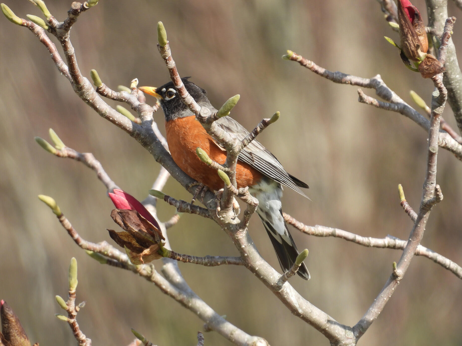 An American robin perched in thin branches.